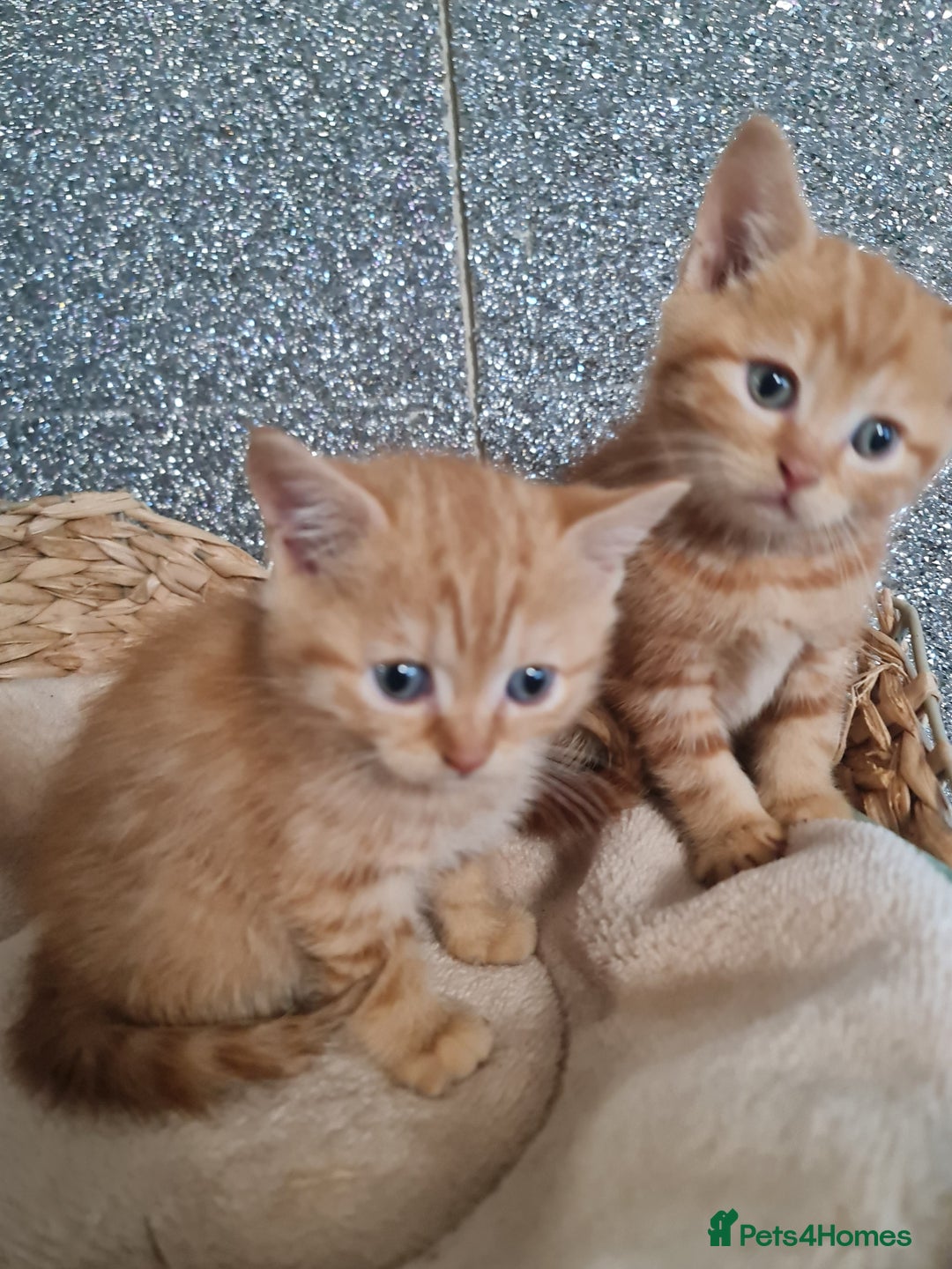British Shorthair cats for sale: Beautiful BSH kittens from genetic tested parents - Image 11