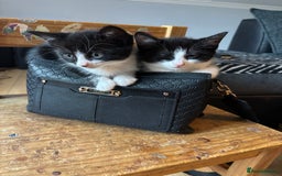 Domestic Shorthair cats for sale: 4 black and white kittens - Image 5