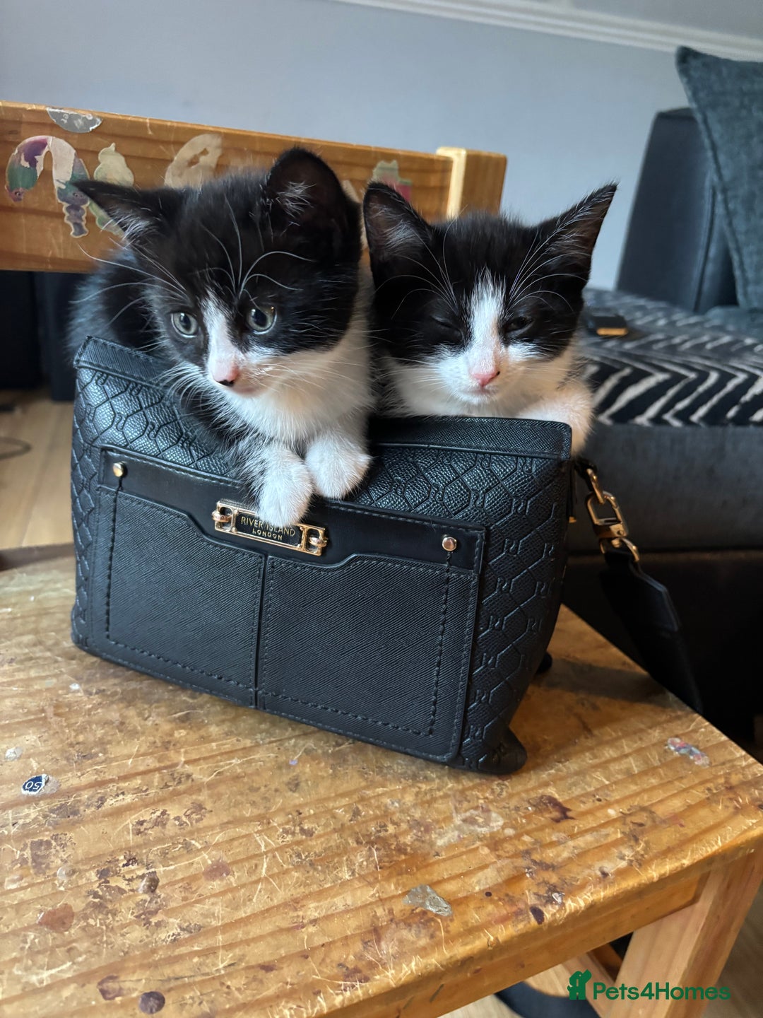 Domestic Shorthair cats for sale: 4 black and white kittens - Image 5