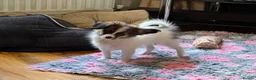 Papillon dogs for sale: Last Puppy - KC Registered Male Papillon for sale - Advert 12