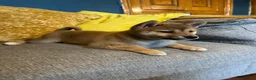 Japanese Shiba Inu dogs for sale: Pure bred Shiba Inu Puppies - Advert 11