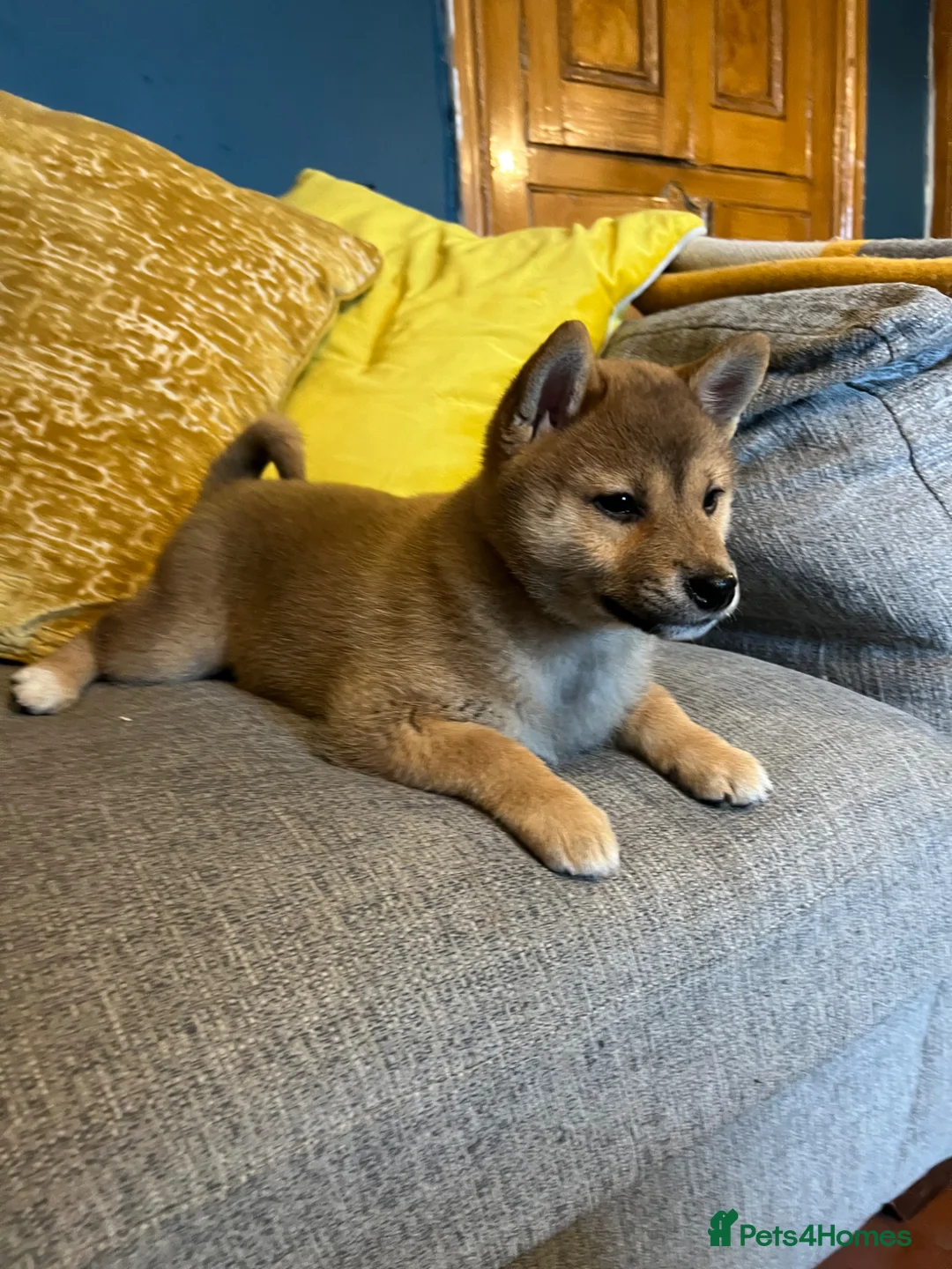 Japanese Shiba Inu dogs for sale: REDUCED Pure bred Shiba Inu Puppies - Advert 20