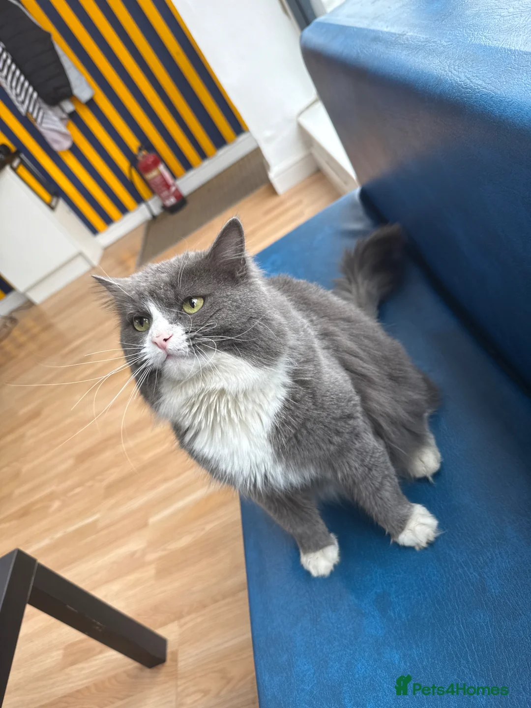 Siberian cats for sale: siberian male - Advert 2