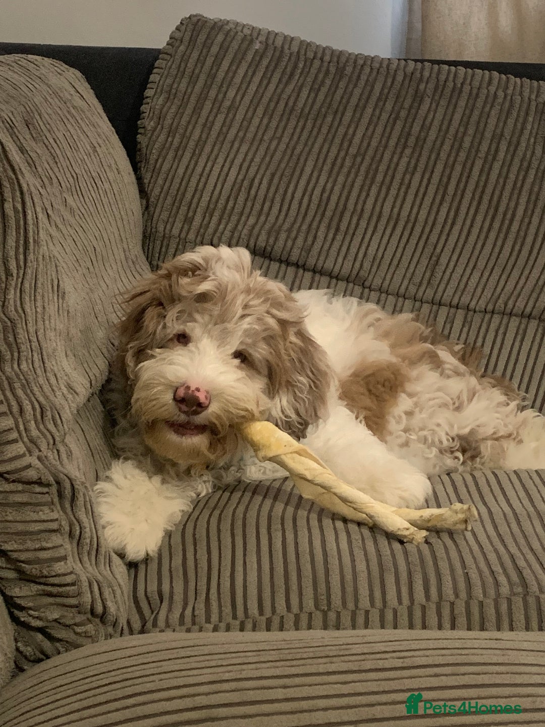 Cockapoo dogs for sale: Cockapoo for sale! - Image 1
