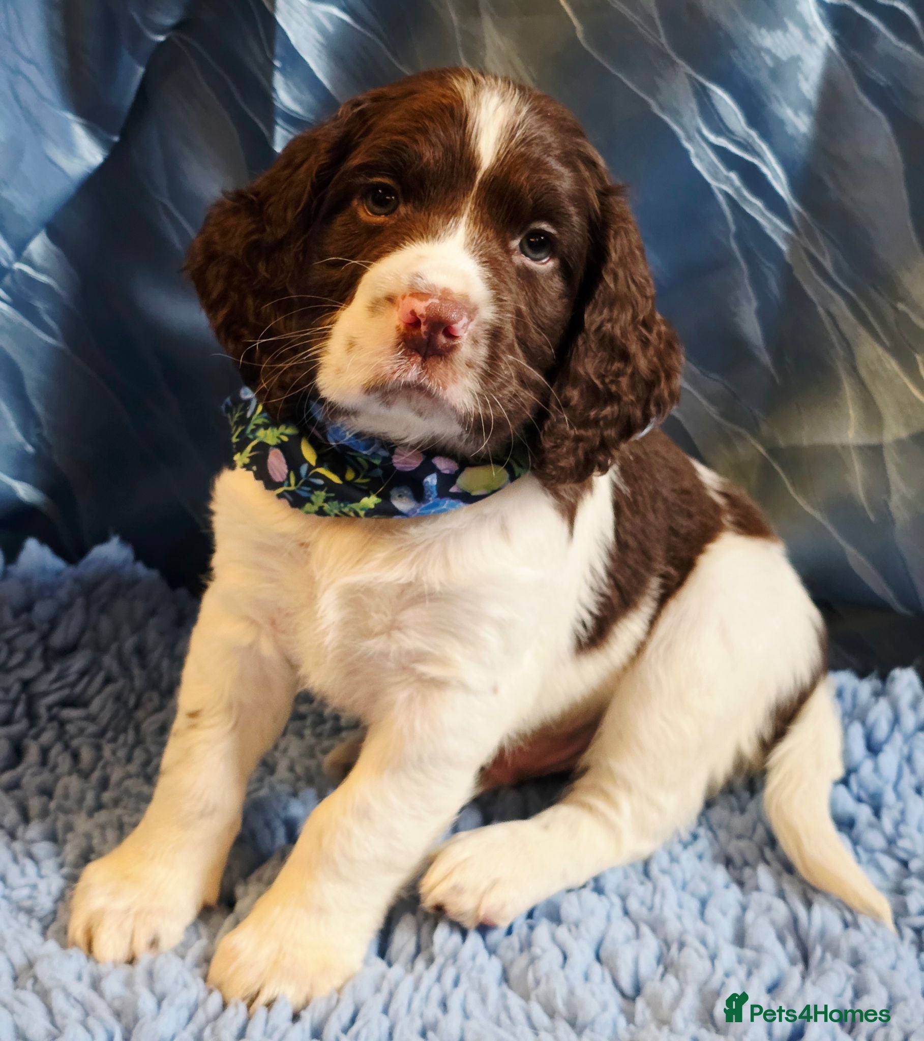 English Springer Spaniel dogs KC Health Tested, Home Reared 5 ⭐️ Liver Pups - Advert 2