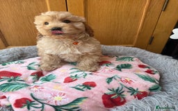 Cavapoo dogs for sale: Extensively Health Tested Apricot Cavapoo pups - Image 11