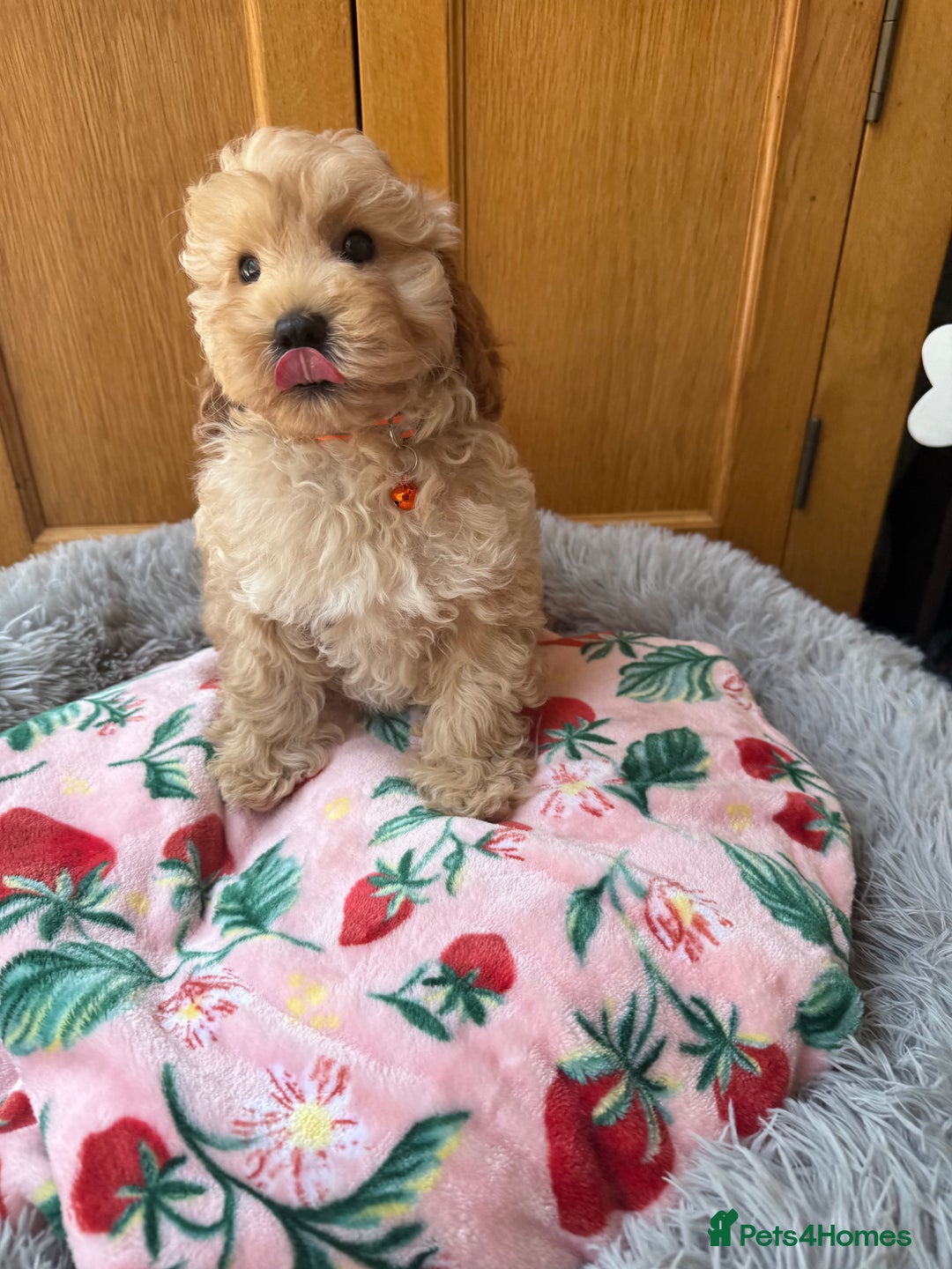 Cavapoo dogs for sale: Extensively Health Tested Apricot Cavapoo pups - Image 11