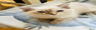Ragdoll 5