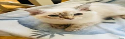 Ragdoll cats for sale: Ragdoll kittens  - Advert 11