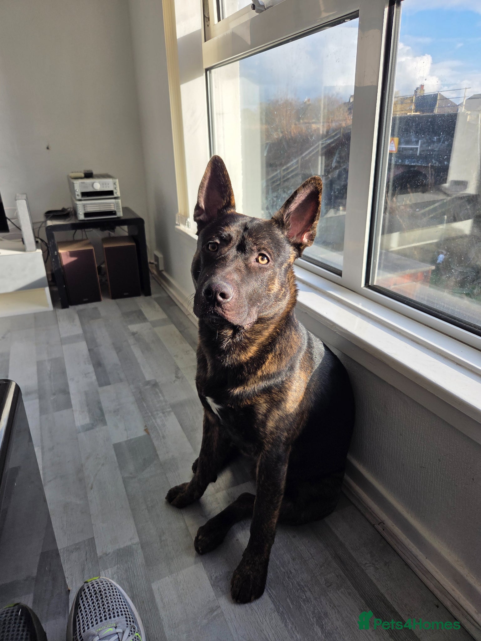 Mixed Breed dogs Dog for rehoming - Advert 6