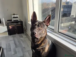 Mixed Breed dogs Dog for rehoming - Advert 6