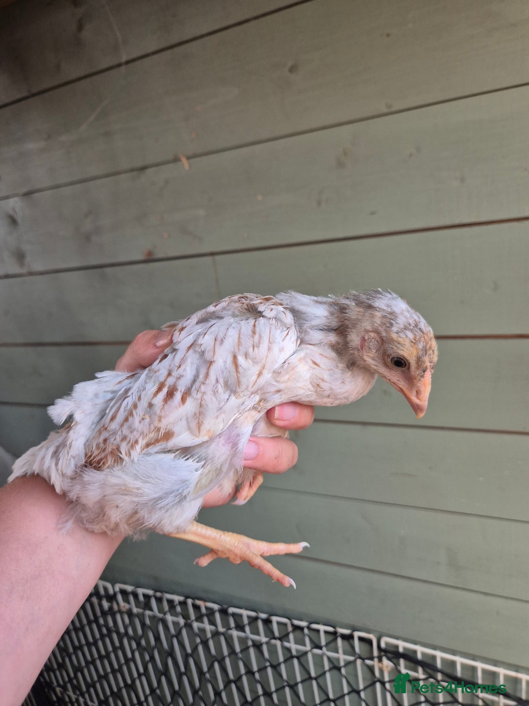 Chickens poultry for sale: 9 x LF wyandottes - Image 3