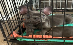French Bulldog dogs for sale: 1 KC REG BOY LEFT 🩵🩵🩵 READY TO GO 🩵 in Basildon - Image 6