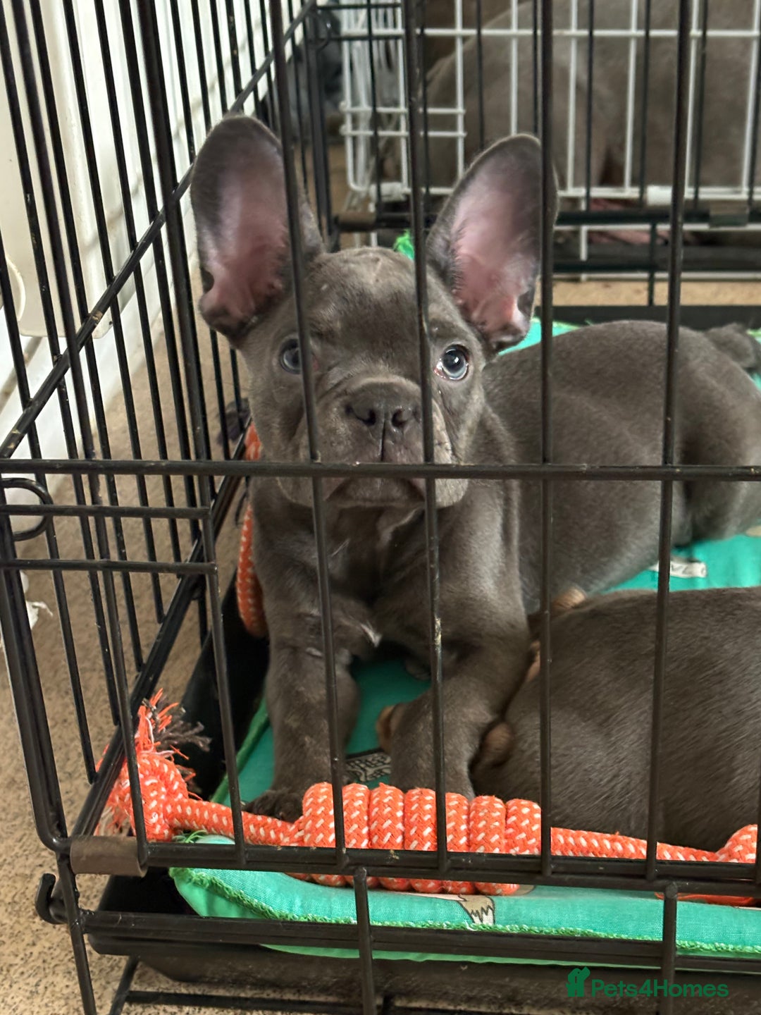 French Bulldog dogs for sale: 1 KC REG BOY LEFT 🩵🩵🩵 READY TO GO 🩵 in Basildon - Image 6