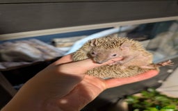 Pygmy Hedgehog rodents for sale: Tenrec / lesser hedgehog  - Image 2