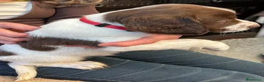 Springador 4 Male Red Collar