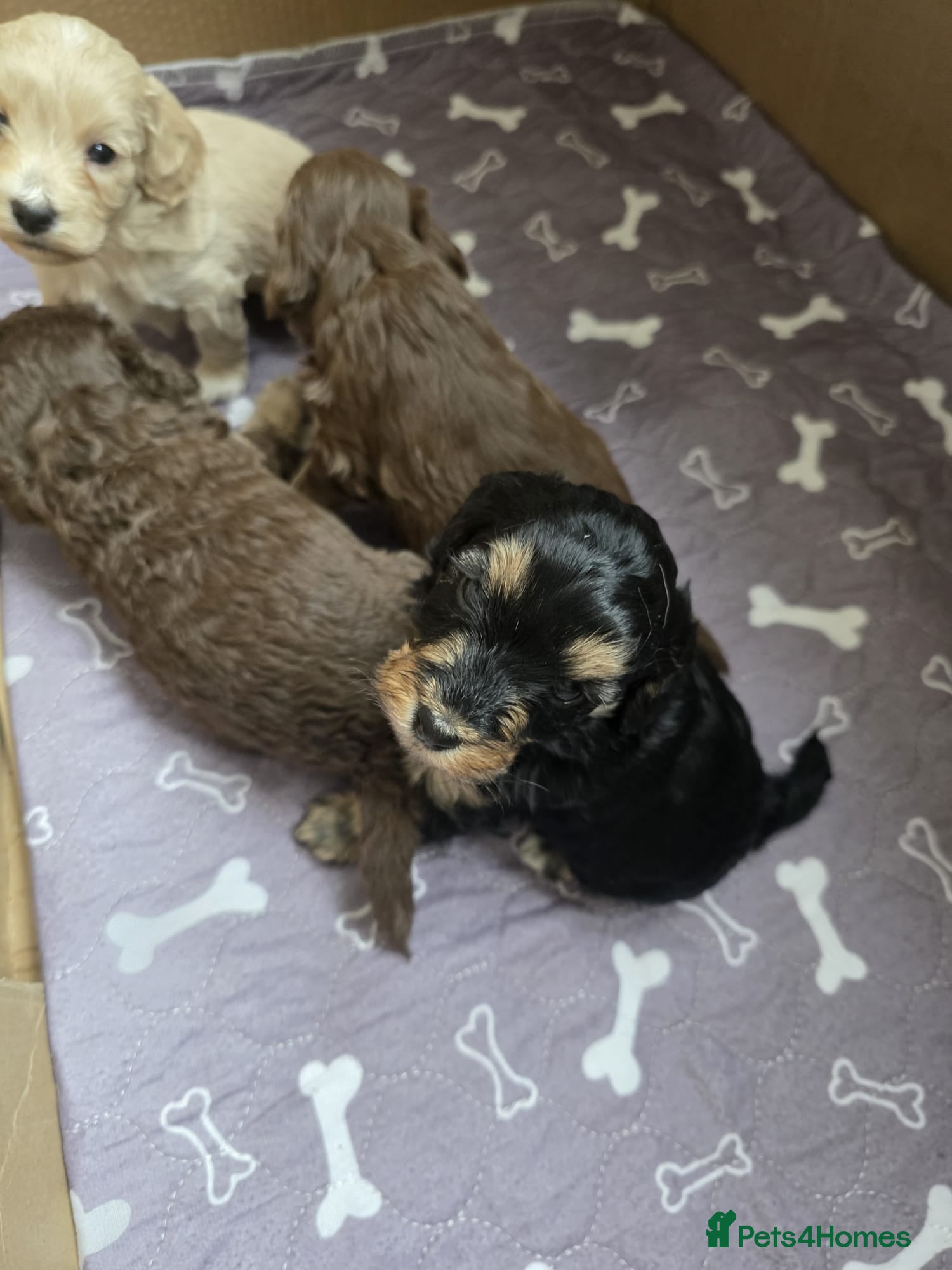 Cockapoo dogs Gorgeous Cockapoo F1B  - Advert 3