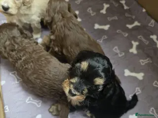 Cockapoo dogs Gorgeous Cockapoo F1B - Advert 2