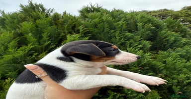 Jack Russell dogs - Advert 16