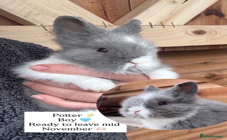 Lionhead rabbits - Advert 12