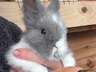 Lionhead rabbits - Advert 18