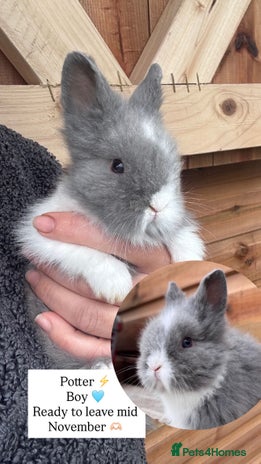 Lionhead rabbits - Advert 12