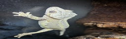 Gecko reptiles for sale: Lily white crested gecko (also have frog for sale) - Advert 3