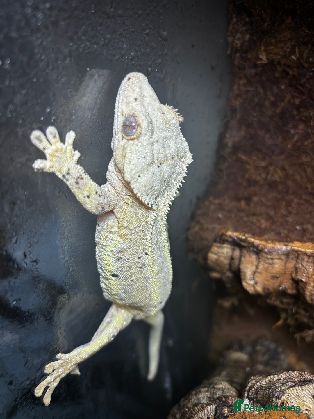 Gecko reptiles for sale: Lily white crested gecko (also have frog for sale) - Advert 3