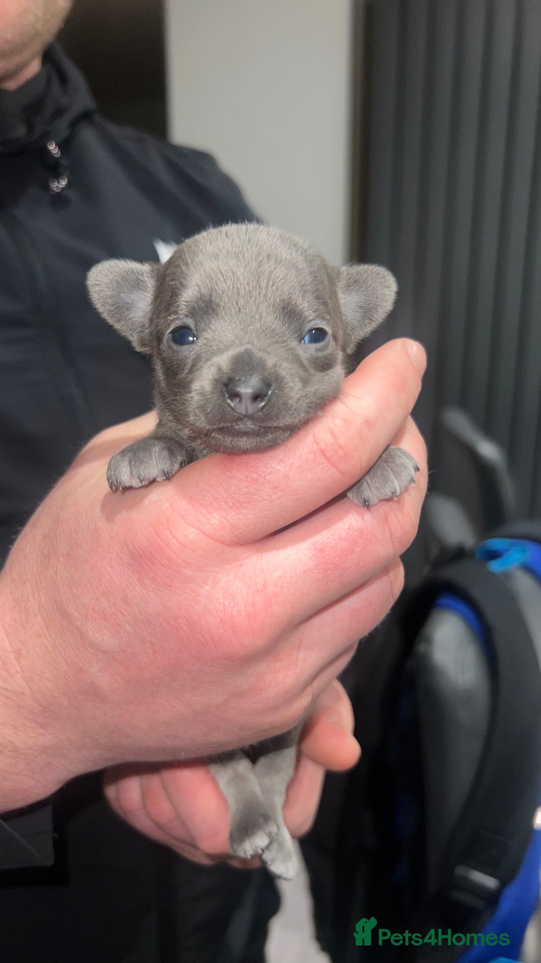 Chihuahua dogs for stud: 1.8kg TikTok star STUD DUTIES ⭐️ - Advert 13