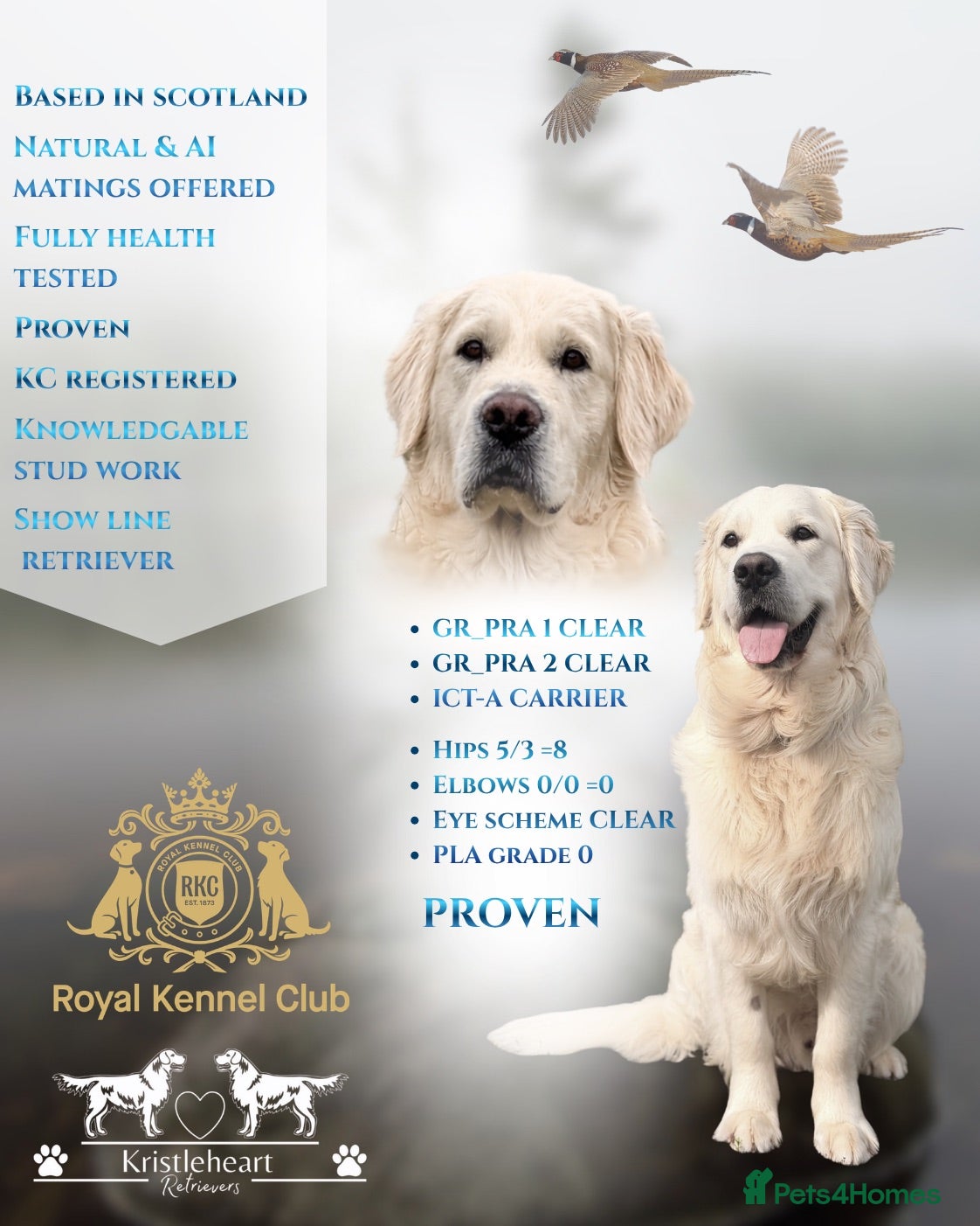 Golden Retriever dogs KC GOLDEN RETRIEVER ⭐️STUD⭐️ - Advert 1