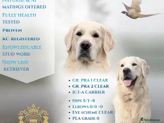 Golden Retriever dogs KC GOLDEN RETRIEVER ⭐️STUD⭐️ - Advert 1