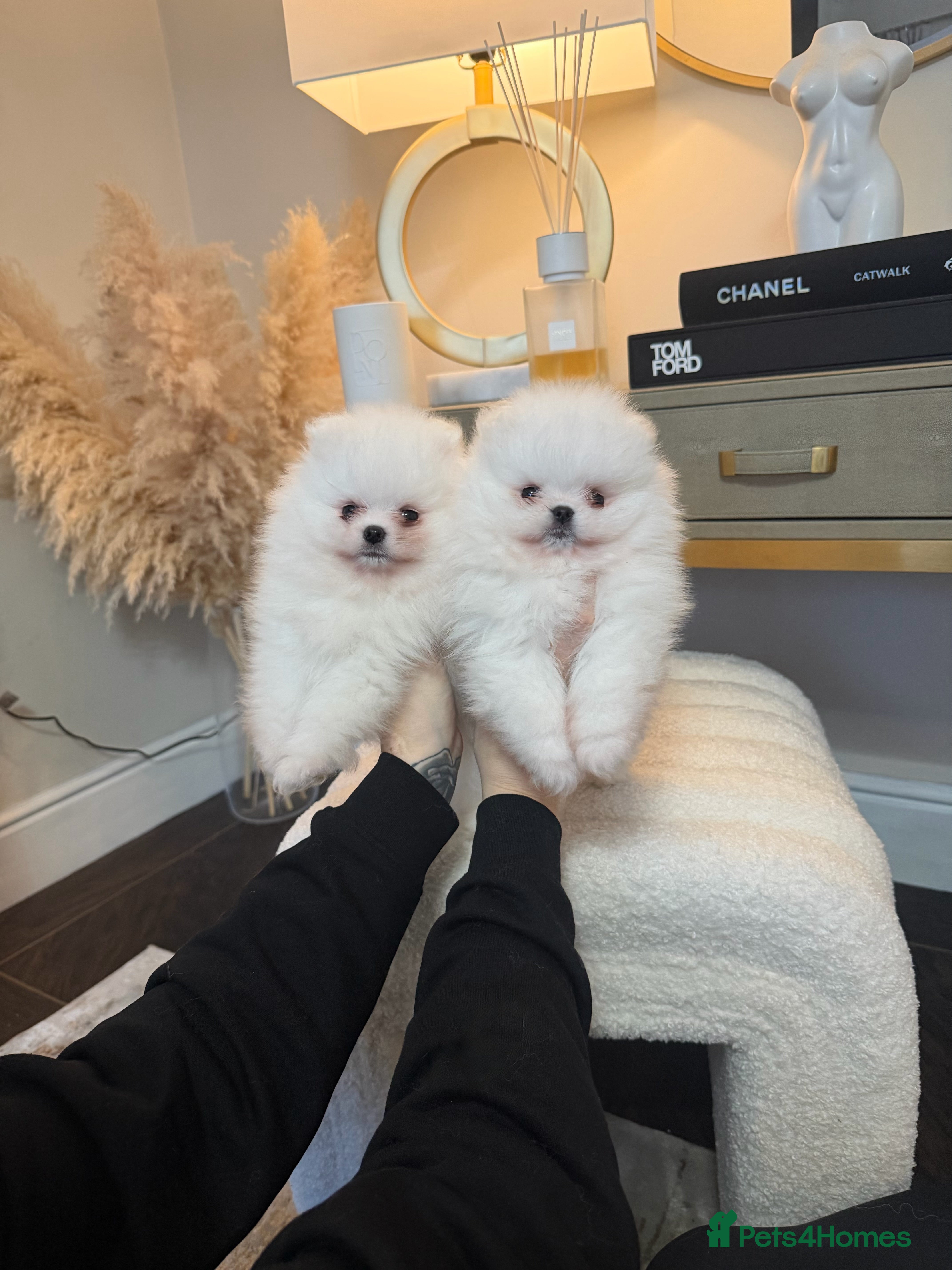 Pomeranian dogs Champion lines KC reg small teddy bear puppies  - Advert 4