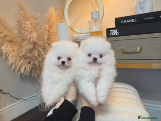 Pomeranian dogs Champion bloodline KC reg teddy bear puppies - Advert 3