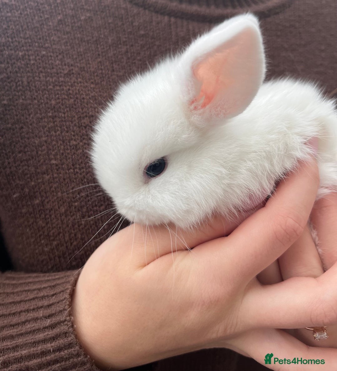 Mini Lop rabbits for sale: Mini Lop Rabbits - Image 4