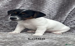Jack Russell dogs for sale: Jack russel puppy’s  - Image 3