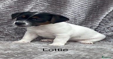 Jack Russell dogs - Advert 16