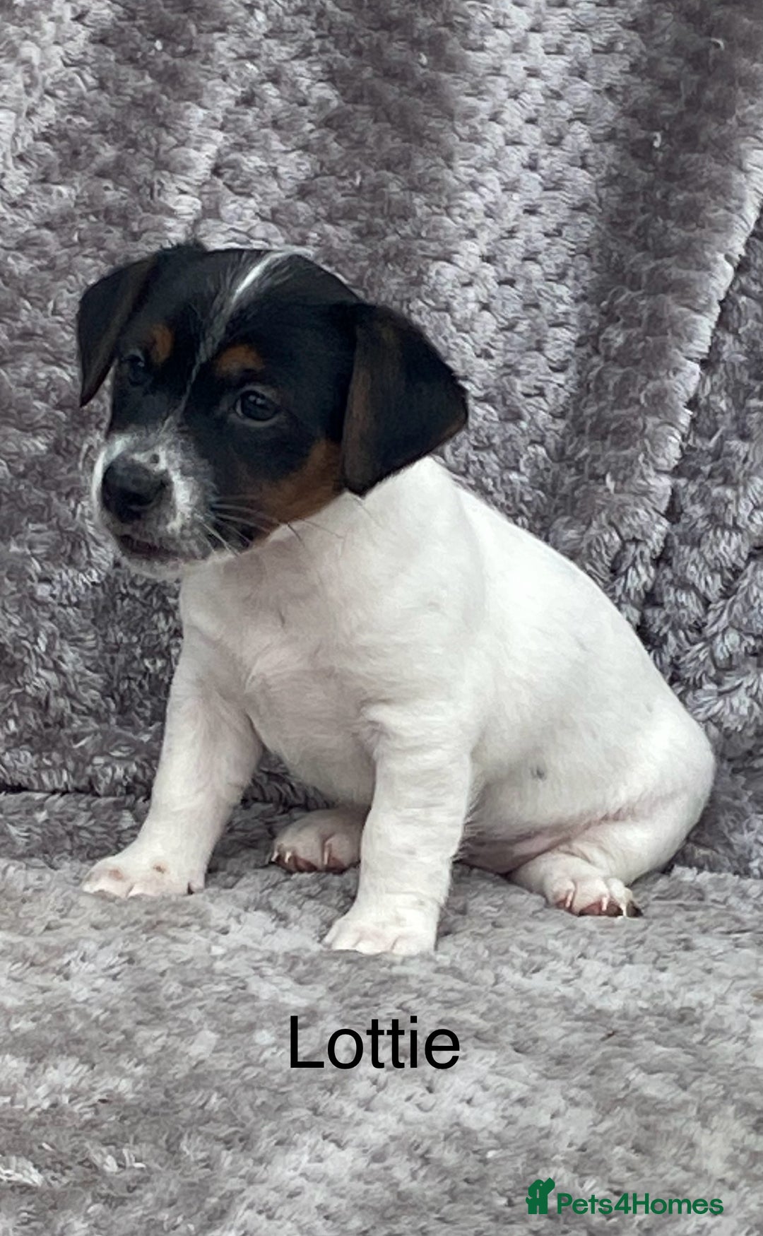 Jack Russell dogs for sale: Jack russel puppy’s  - Image 3
