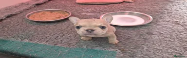 French Bulldog 3