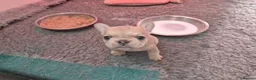 French Bulldog dogs for sale: French Bulldog KC Puppies - Advert 20