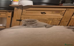 Scottish Fold cats for sale: Last 2 Scottish straight kittens  - Image 29