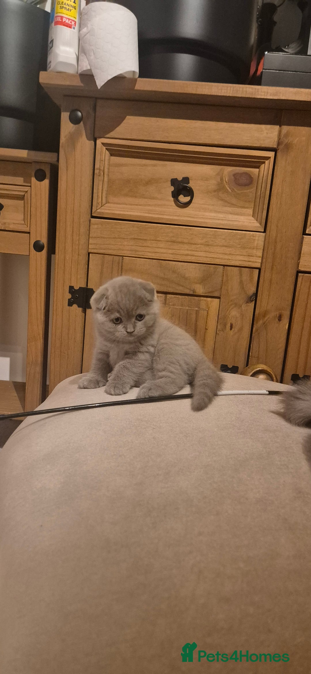 Scottish Fold cats for sale: Last 2 Scottish straight kittens  - Image 29