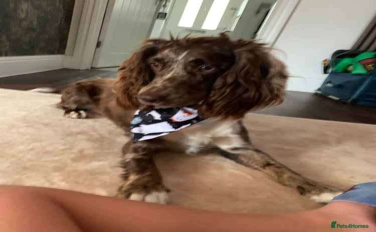 Cockapoo dogs - Advert 15