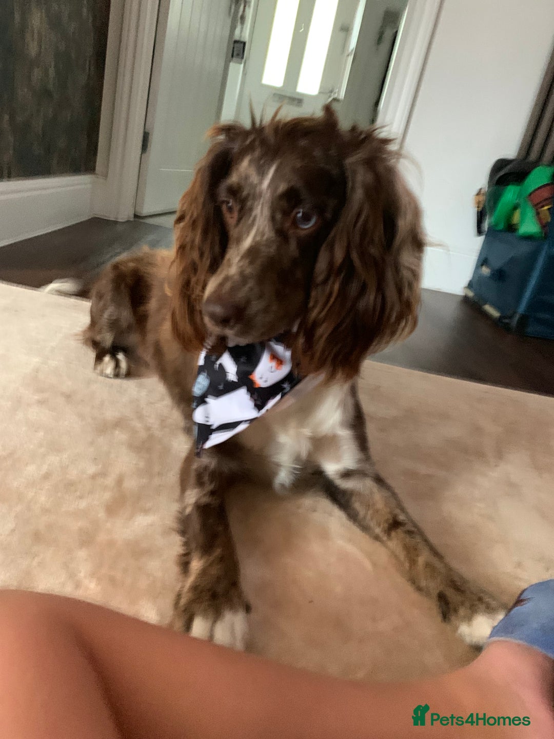 Cockapoo dogs for sale: Cockapoo puppies  - Image 1