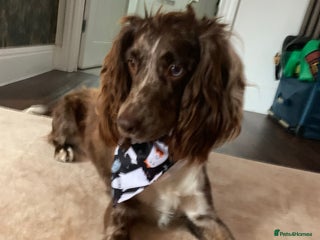 Cockapoo dogs - Advert 1