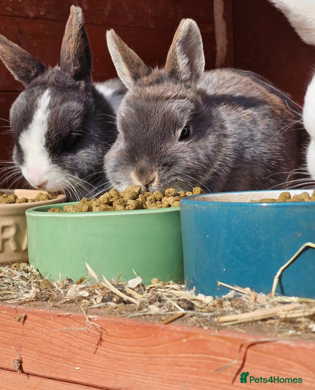 Netherland Dwarf rabbits for sale: 4 x Nethies and set up - read full ad - Advert 1