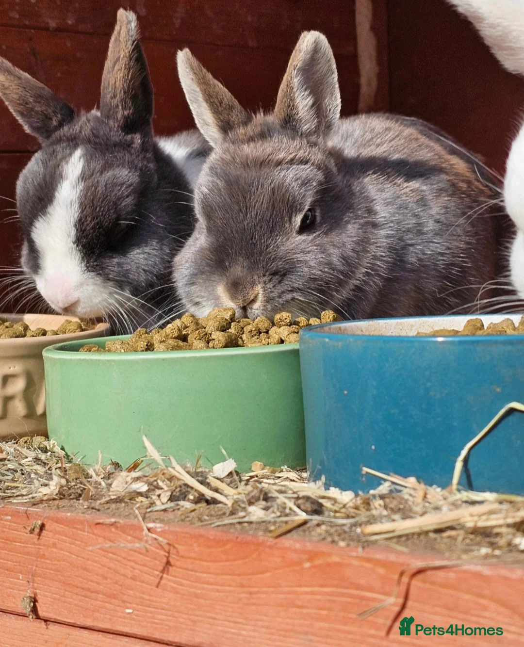 Netherland Dwarf rabbits for sale: 4 x Nethies  - read full ad - Advert 1