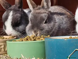 Netherland Dwarf rabbits 4 x Nethies and set up - read full ad - Advert 4