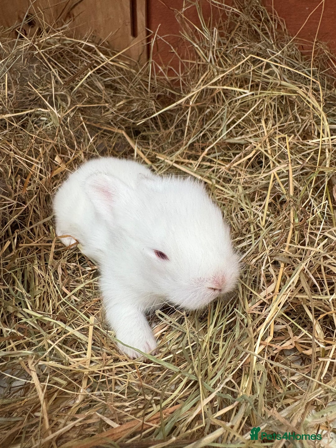 Mixed Breed rabbits for sale: Rabbits for Adoption - Image 5