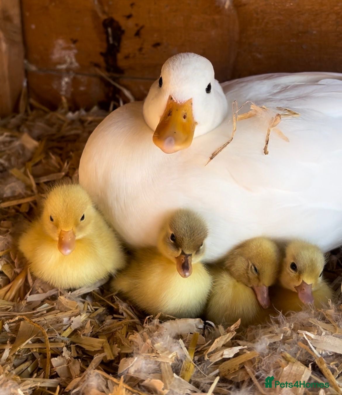 Ducks poultry Call duck hatching eggs - Advert 9