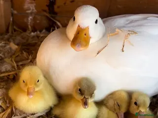 Ducks poultry Call duck hatching eggs - Advert 18